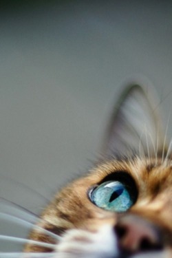 jaimejustelaphoto:  cat’s eye 