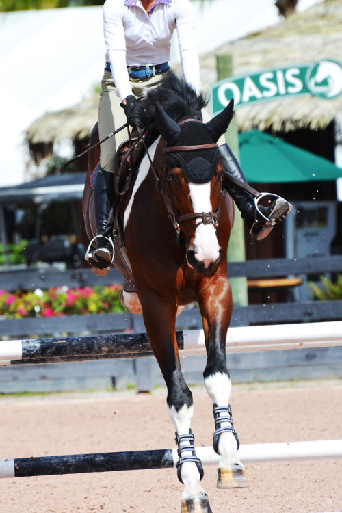 paintourstars: palm beach equestrian center, 2018