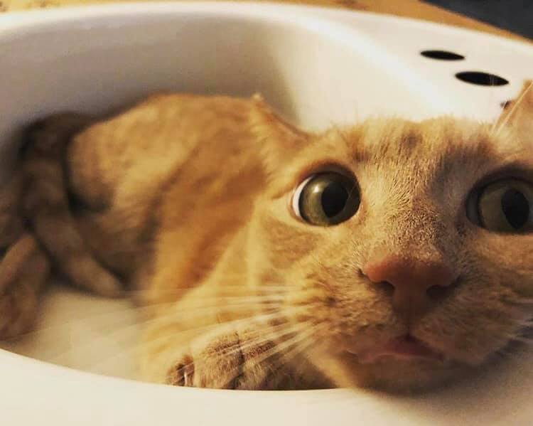 catsbeaversandducks:  “This is Lazuli (her sister is named Lapis) and she is so