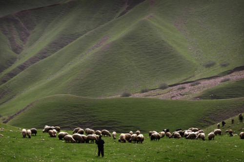 fotojournalismus: An Iraqi shepherd tends his flock of sheep in the Kurdish town of Aqrah on March 21, 2016. (Safin Hamed/AFP/Getty Images)