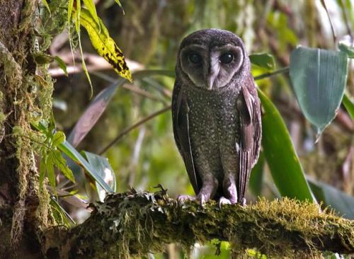 ainawgsd: Tyto tenebricosa, the greater sooty owl, is a medium to large owl found in south-eastern A