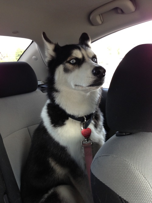 huskyhuddle: huskyhuddle:The many hilarious faces of Ani and Balto. My favorite is the fifth pictu