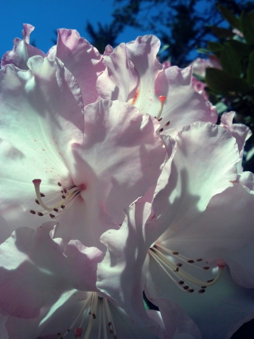 pink flowers