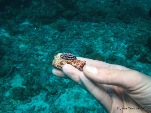 valvala:seacuties:trynottodrown:some tiny nudis(sources: 1,2,3,4,5,6,7,8,9,10)!!!!!!My Children