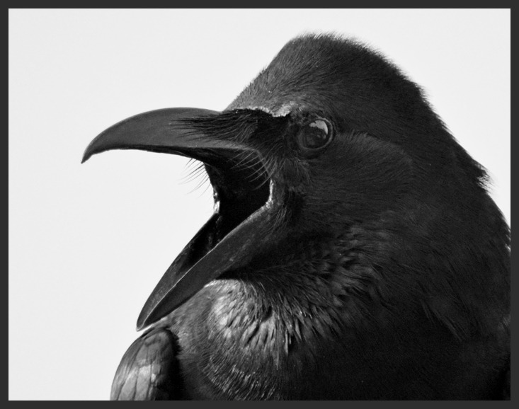 wapiti3:  crow on Flickr. Via Flickr: Ajay Ramakrishnan Photos