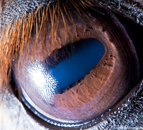 Horse’s Eyehttps://Painted-Face.com/