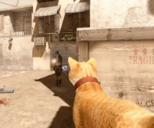 holleywoodsigns:toonskribblez:andmaybegayer:happyheidi:Black Bengal cats exist im