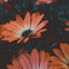 bantang2-0-blog