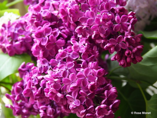 rosemonetphotos: Syringa vulgaris  05&gt;2018Lilas commun ou lilas françaislilac or 