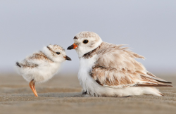 awkwardsituationist:  a mother piping plover