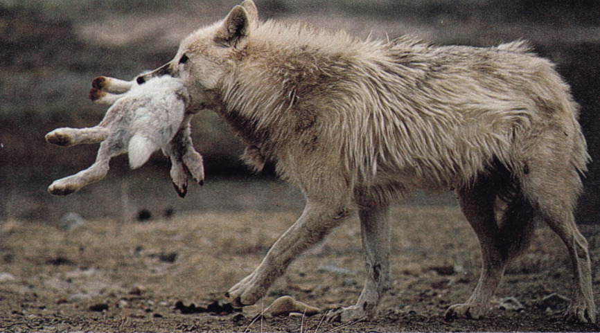 plastexxx:  National Geographic Magazine, May 1987, “At Home with the Arctic Wolf”.