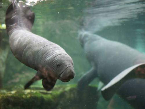 Meet the Manatee Calf at Zoo de BeauvalOn April 24, France’s Zoo de Beauval welcomed a male Manatee 