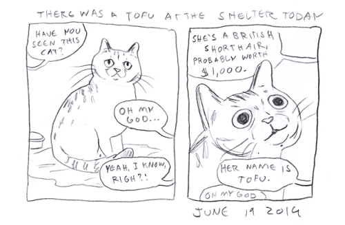 thisisalsoyou: there was a tofu at the shelter today