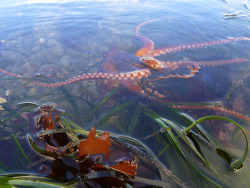 waterbody:  red octopus. Princeton CA, June