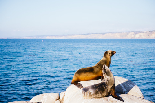 nickgerber:  Seal Beach - La Jolla Cove  It does not smell terrific. 