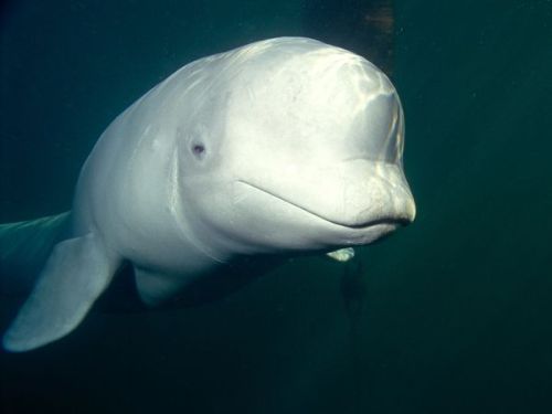 betheirvoiceseathechange: Beluga Whale (Delphinapterus leucas) Fast Facts! Type: Mammal Diet: Carniv