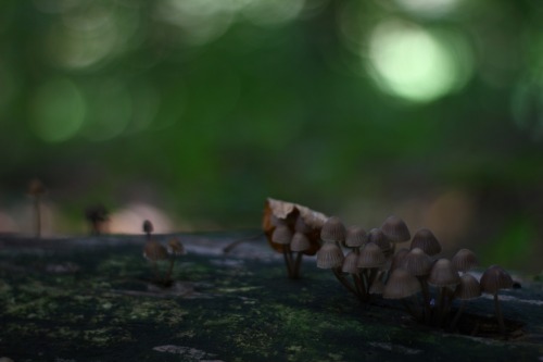 hallwaysofenchantedebony:Mushrooms growing everywhere….