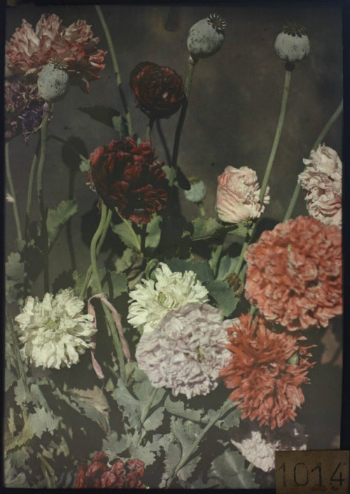 Pavots autochrome 1907