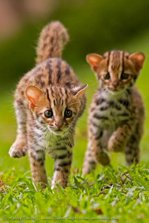 wild-earth:  Baby Ocelots by Ashley Vincent 