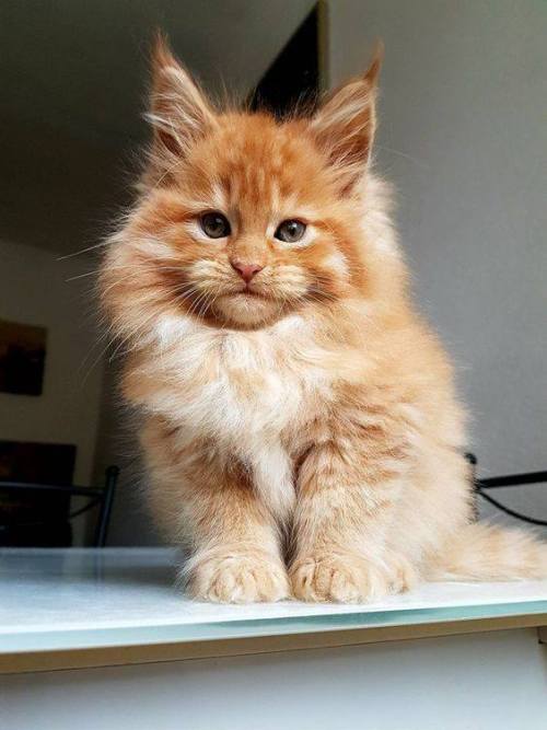 cutecornflakes:Maine coon kitten &lt;3