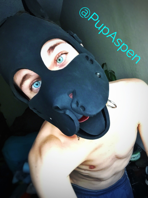 spikepup93 - mastersfido - pupaspen - Woof! Sir bought me a new...