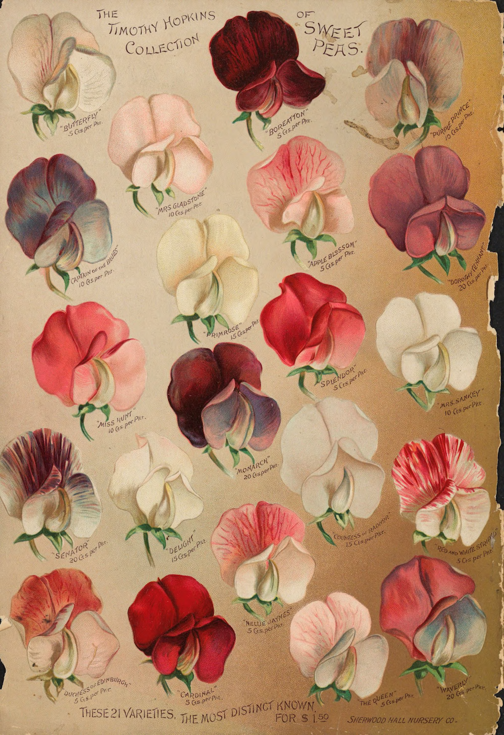 nemfrog:“The Timothy Hopkins collection of sweet peas.” [Sherwood Hall Nursery