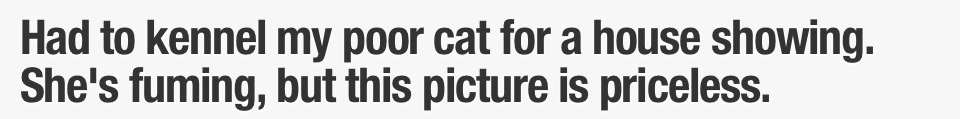poyzn:  Animals that are really awesome. 