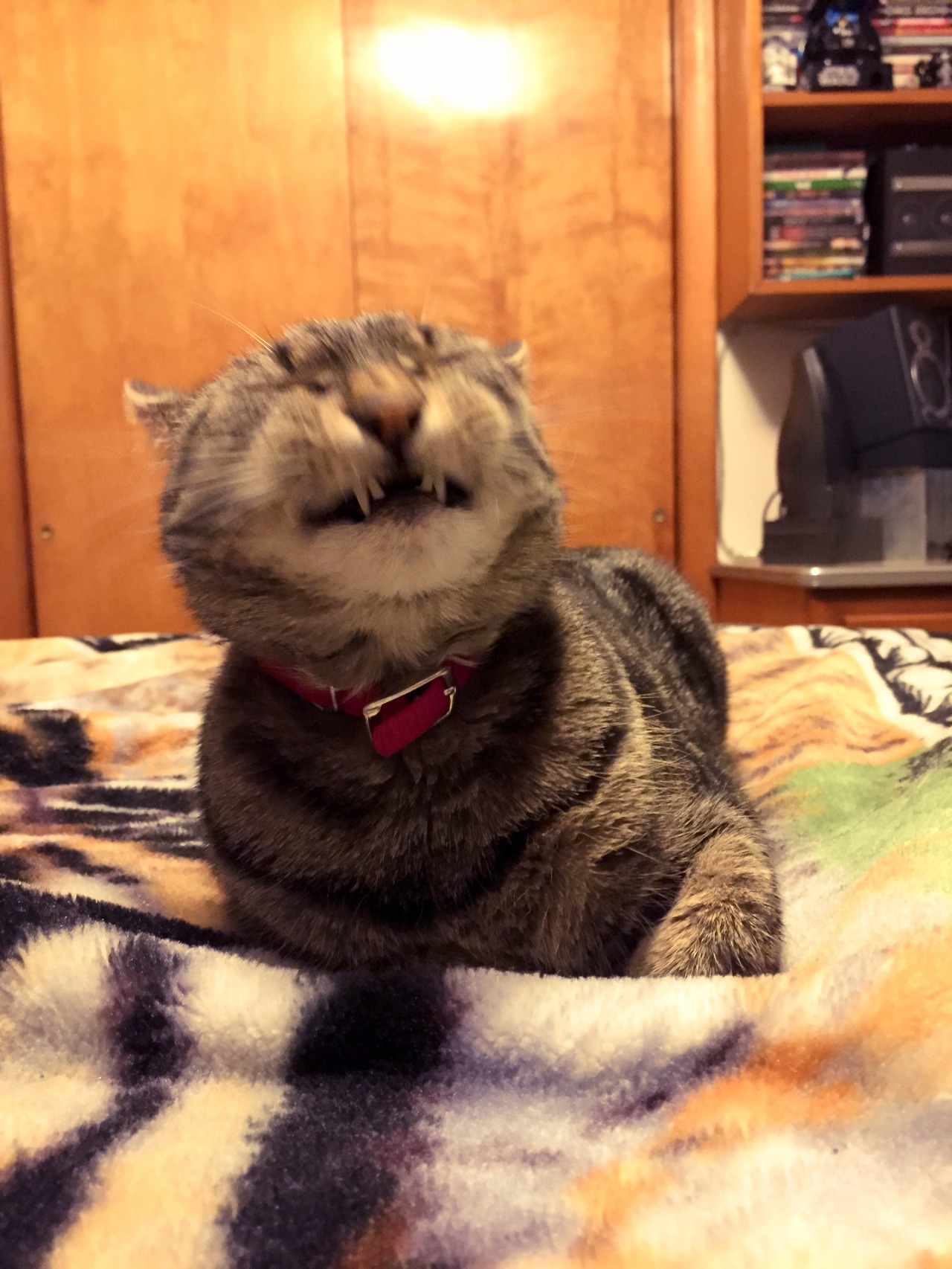 mykeowns:  The Yawn. 