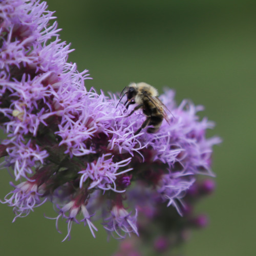 One last wander through the garden just before nightfall.  There’s a few pollinators grabbing a last