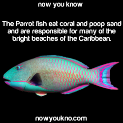 nowyoukno:  Source for more facts follow NowYouKno  