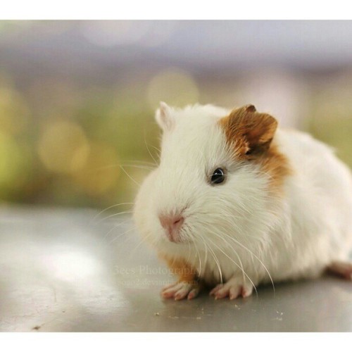 #unedited #guineapig #pet #animal #cute #photo #photooftheday #pic #myphotography #bokeh #lights #li