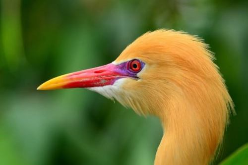 funnywildlife:Cattle Egret