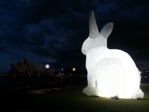 archiemcphee:
“These awesome illuminated inflatable white rabbits are the work of Australian artist Amanda Parer for an installation entitled Intrude. In May 2014 the giant glowing bunnies were installed at the Vivid Festival of Light Sydney and next...