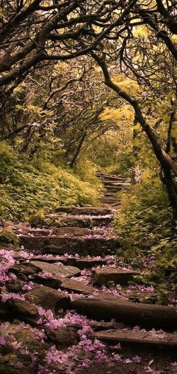 Craggy Gardens, Blue Ridge Parkway, North Carolina