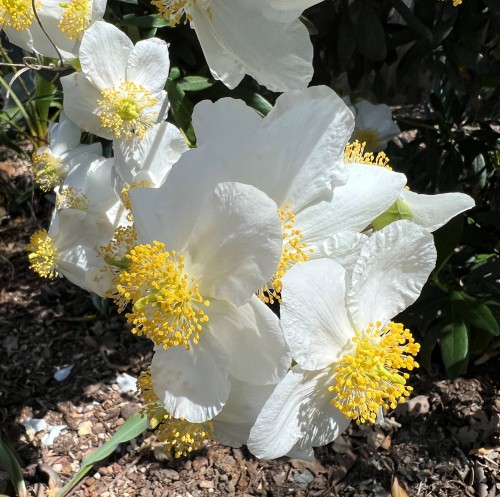 Carpenteria californicaThis shrub in the Hydrangea Family comes from the Sierra Nevada foothills eas