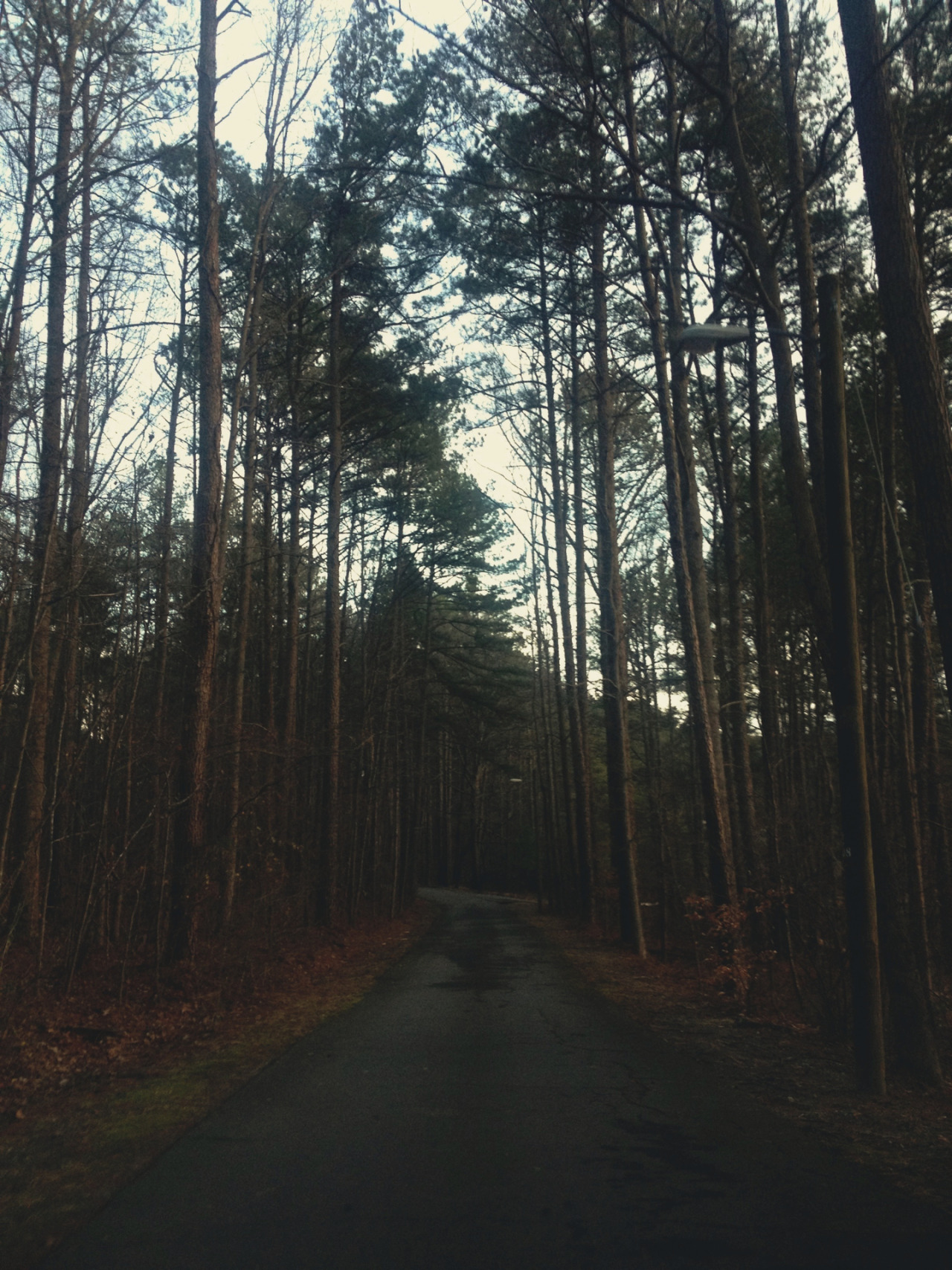 ashgatsby:  Stone Mountain Road, Georgia