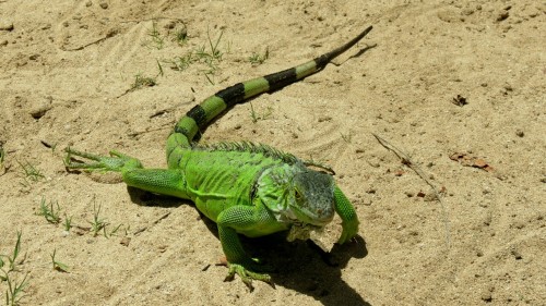 Green Leguan - Saint Marten, Carribean 2016