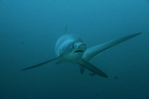 the-shark-blog:Thresher shark by pjhorvath