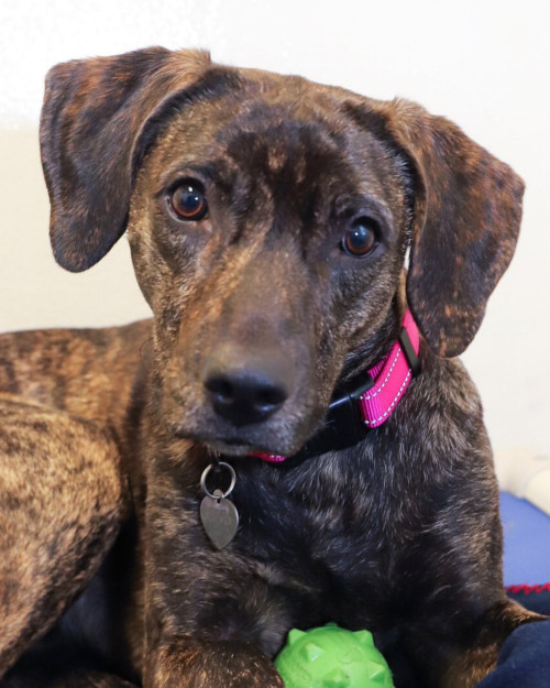 Shelterpetproject:  Sweet Daisy Is A Bouncy Girl - Light On Her Feet And On The Leash!