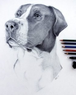 lyfeillustration:  I was commissioned to do a portrait of Dinky the Great Dane by his dad Ron.Don’t know who Dinky is? He’s the Great Dane throwing an adorable tantrum at Ron for not getting “lovies” ;] See it ~here~  totally worth the watch! Instagram