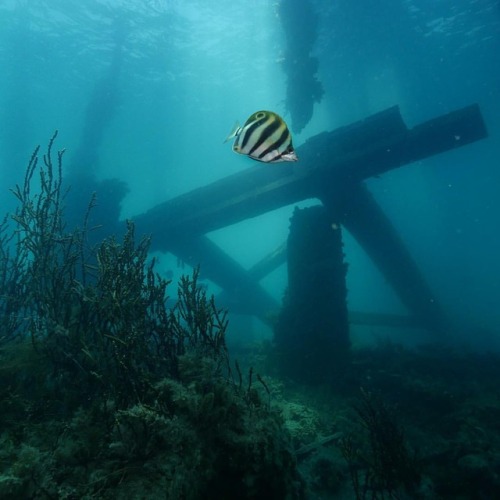 The old #RapidBay jetty on the #FleurieuPeninsula acts as a valuable nursery area for many species o