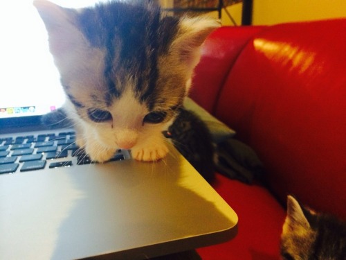 scratchingpad:// Kitten and her first laptop