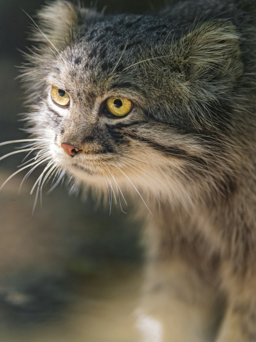 bigcatkingdom: Pallas cat with nice light (by Tambako the Jaguar)