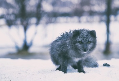 everythingfox: Arctic fox in Iceland : Unknown