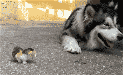 “That bug is huge!” [video]