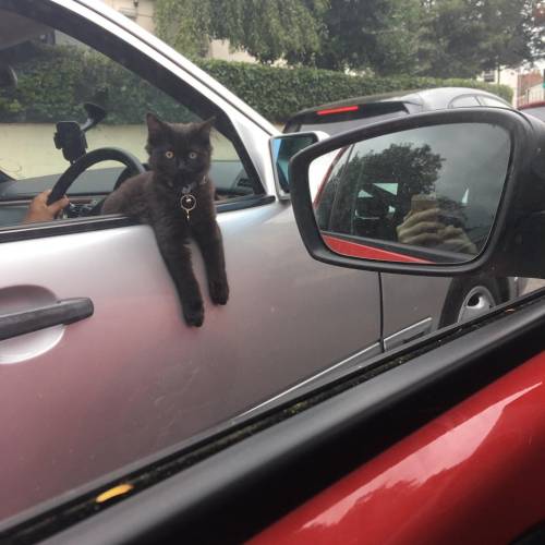 justcatposts:  An acceptable traffic jam (via)