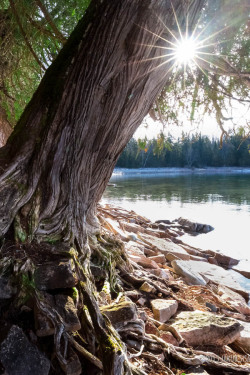 ponderation:  White Cedar by Jakub Sisak