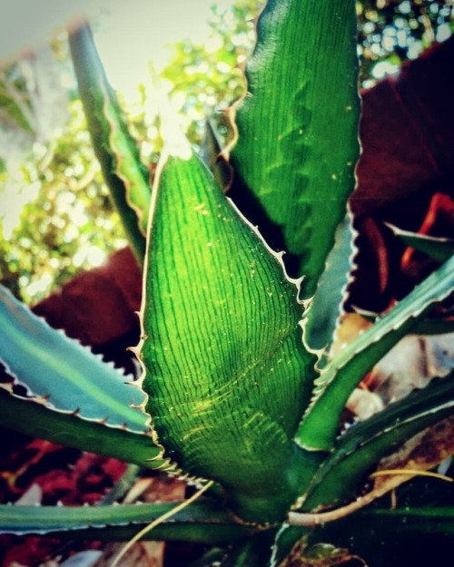 Hanging out with the aloe plants for a little bit ....#aloe #aloeplants #plantsofig #plantsofinstagr