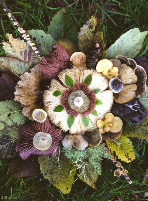 whimsy-by-joja: voiceofnature: Forget flowers: this Valentine’s day give her mushroomsAmazing mushroom landart by Jill Bliss @fannibalgrowingcircle 