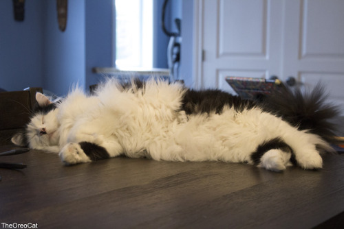 theoreocat:Any place is a good place to snooze.